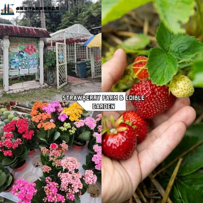 Strawberry Farm & Edible Garden - Fraser's Hill